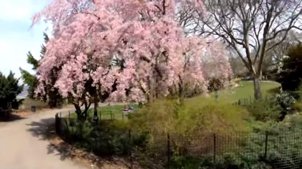 ⁴ᴷ⁶⁰ Walking NYC : Fort Tryon Park, The Cloisters, Fort Washington Avenue & Broadway