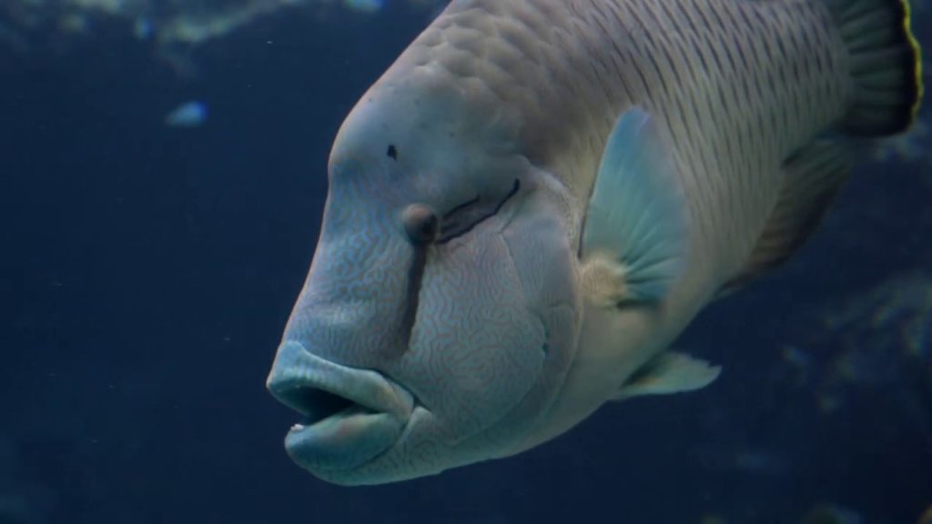 (Iri - Watashi) Dive in an Unknown Scene | Adventures in Japan With the Nikon Z6