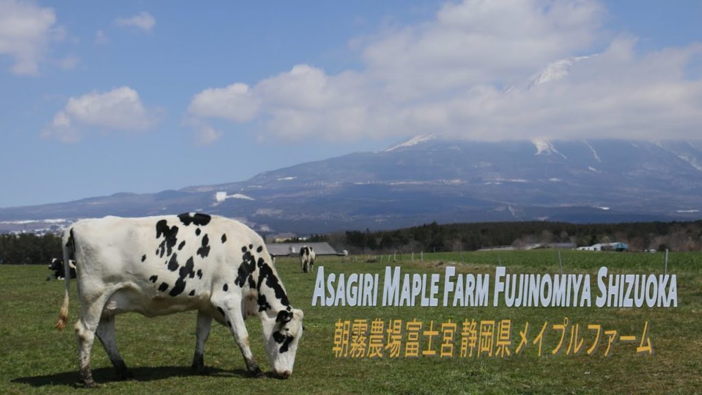 Asagiri Maple Farm Fujinomiya Shizuoka 朝霧農場 富士宮  静岡県 メイプルファーム