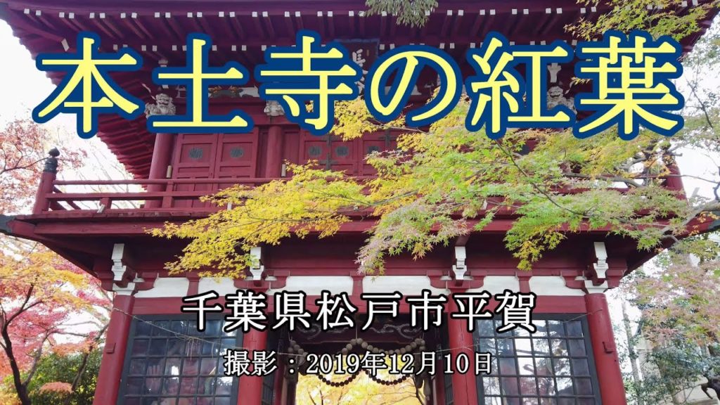 本土寺の紅葉 [4K] Autumn leaves at Hondoji