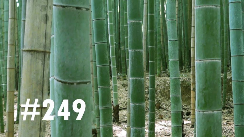 VLOG #249 LA MAGIE DES TEMPLES À KYOTO (ARASHIYAMA,GINKAKU-JI,TENRYU-JI,RYOAN-JI) VLOG #249 LA MAGIE DES TEMPLES À KYOTO (ARASHIYAMA,GINKAKU-JI,TENRYU-JI,RYOAN-JI)