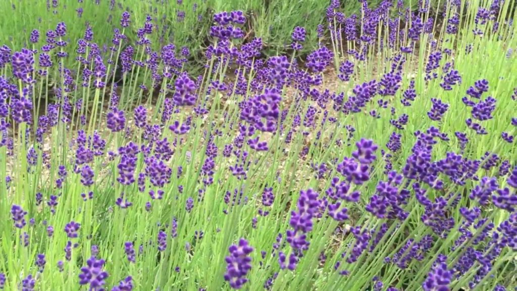 北海道の車窓から / Hokkaido Trip 3