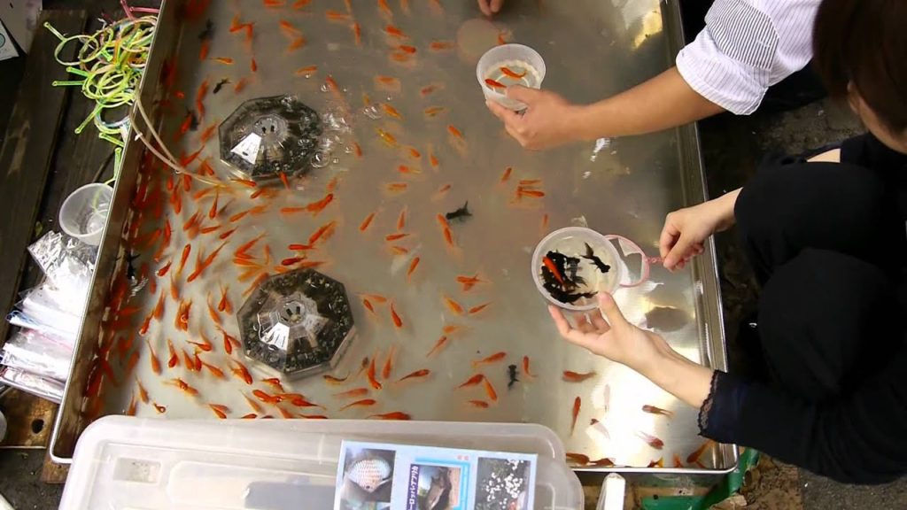 Japanese fish catching game Japanese fish catching game