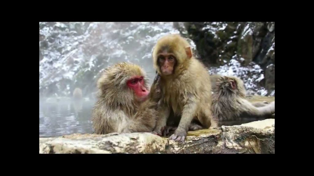Snow Monkeys of Jigokudani, Nagano – 11 Dec 2011 Snow Monkeys of Jigokudani, Nagano - 11 Dec 2011