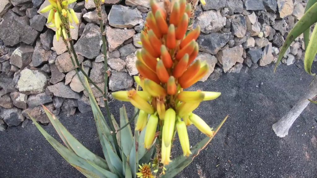 Trip Lanzarote January 2020 Gopro Hero7 Black