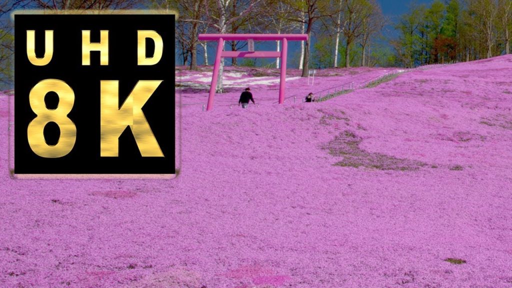 Japan 8K Higashi Momoto Town Shibazakura Park