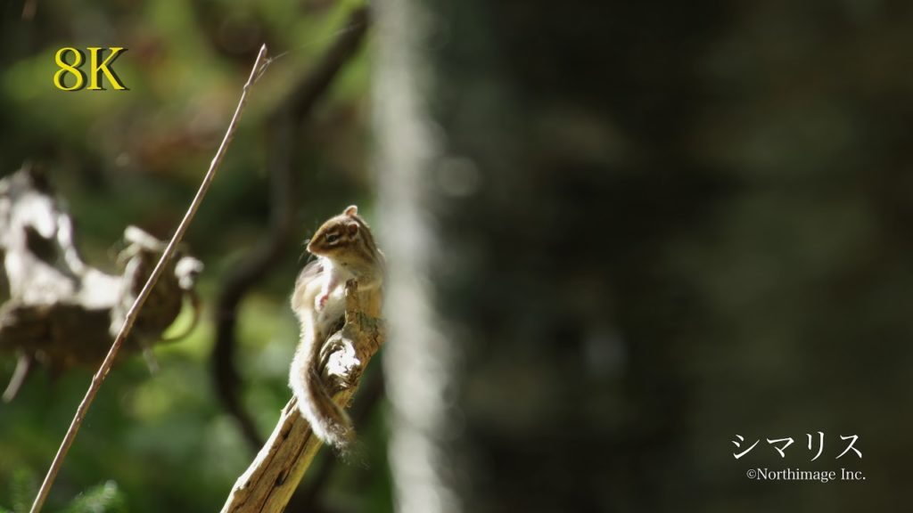 8K北海道映像ライブラリー　シマリス