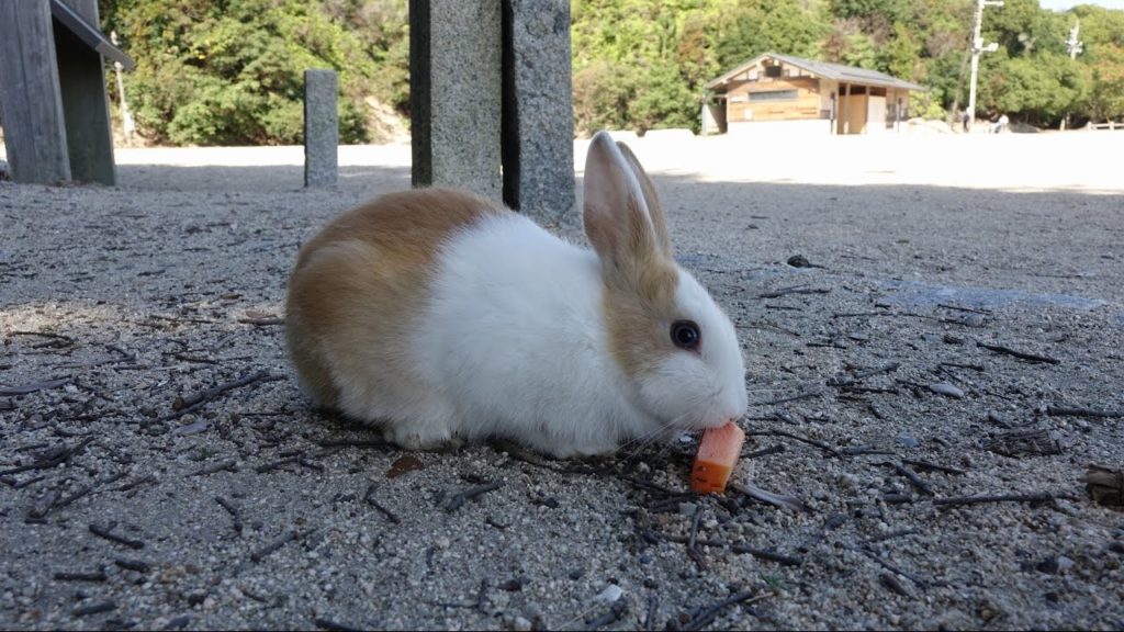 Japan trip Day 6 of 13 - Osaka to Rabbit Island or Ōkunoshima 大久野島 to Hiroshima back to Osaka