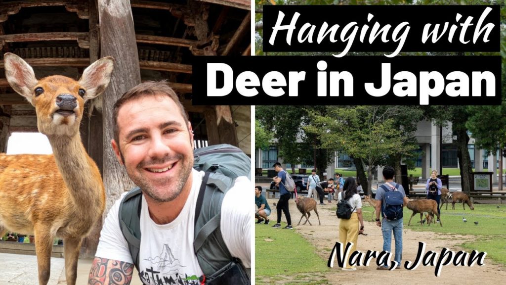 HANGING WITH DEER IN JAPAN!!! Nara Day Trip from Kyoto
