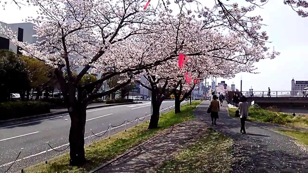 Cherry blossoms at Sakura River in Mito, Japan 桜吹雪🌸