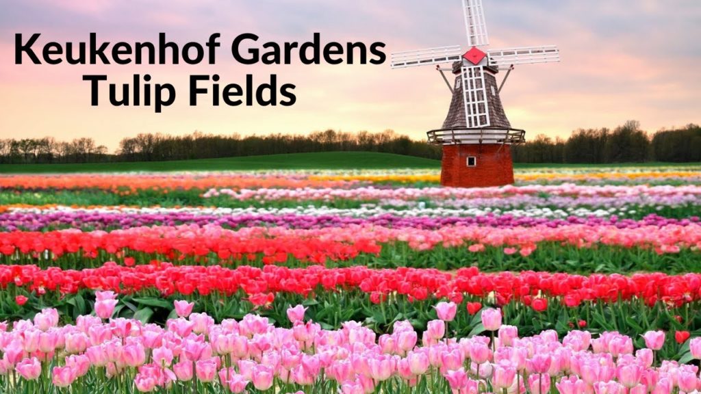Keukenhof Gardens 2020 | Tulip Fields Keukenhof Gardens 2020 | Tulip Fields