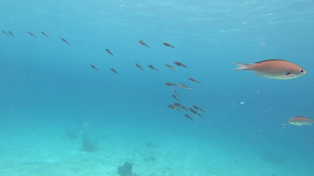 Scuba Diving Barbados