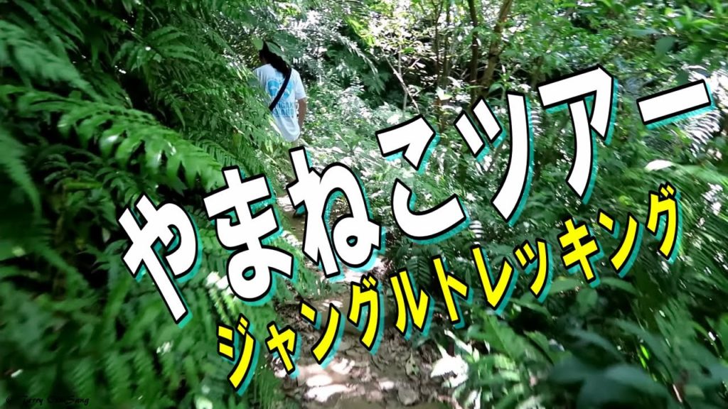 西表島 やまねこツアーに行ってみた！