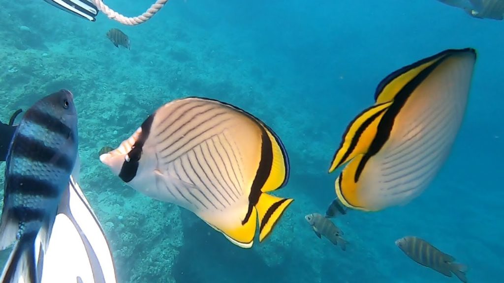 Okinawa Blue Cave Snorkeling  ,Japan