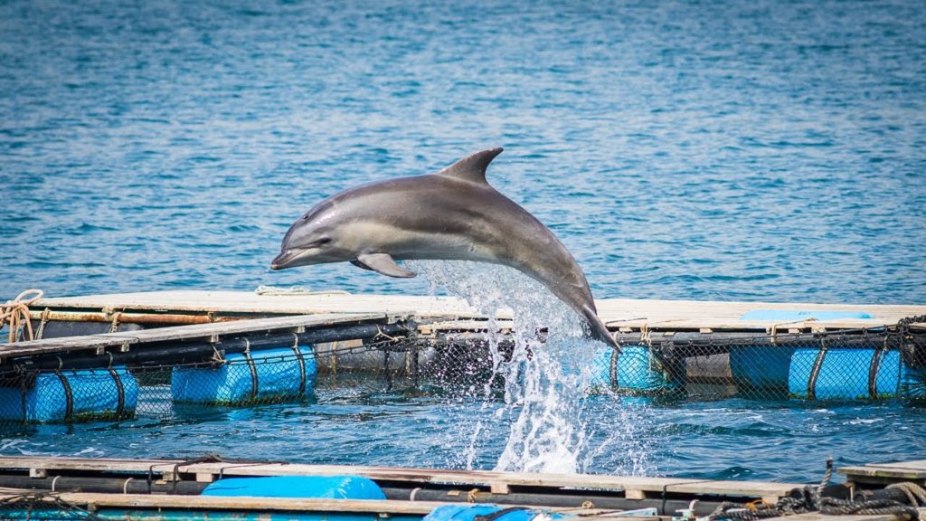 Cycle Touring in Japan - #4 - Taiji (the Cove) to Nachi