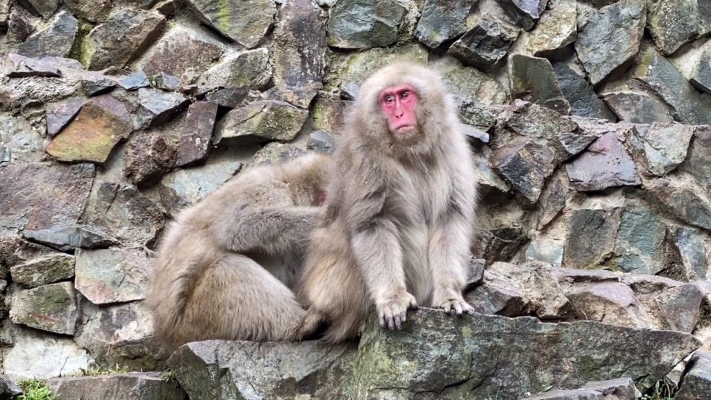 monkeys busy grooming at Jigokudani Yaen Koen Snow Monkey Park