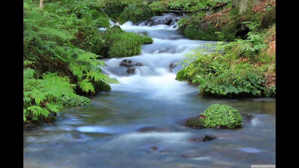 JG 4K 栃木 尚仁沢湧水とイヌブナ(天然記念物) Tochigi,Shojinzawa(Natural Monument)