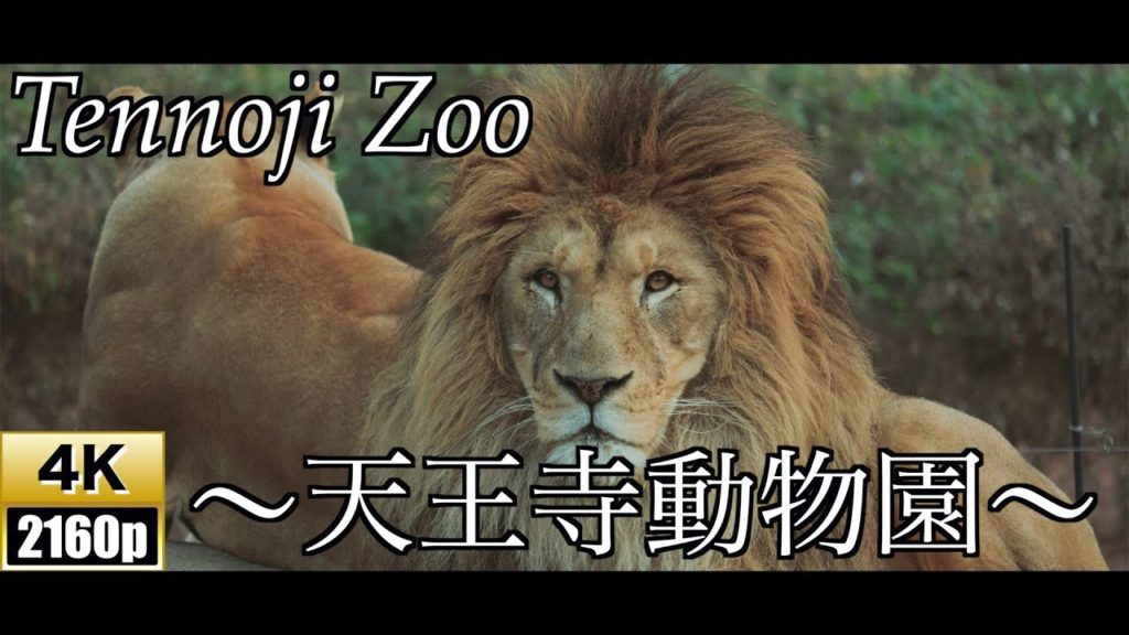 【4K/60fps】Tennoji Zoo【天王寺動物園】OSAKA,Japan【Timelapse】 【4K/60fps】Tennoji Zoo【天王寺動物園】OSAKA,Japan【Timelapse】