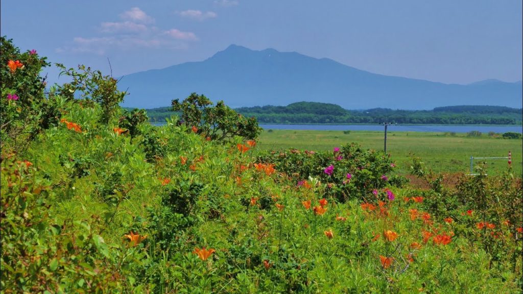 JG☆☆☆☆☆ 4K HDR 北海道 小清水原生花園と涛沸湖 Hokkaido,Koshimizu Wild Flower Park