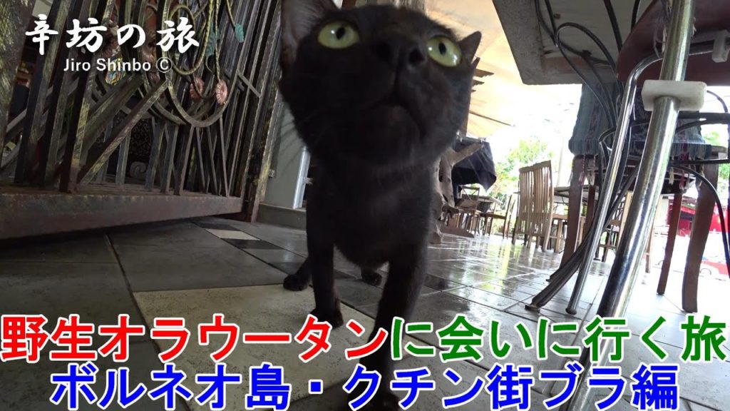 ボルネオ島「野生オラウータンに会いに行く旅」クチン街ブラ編～辛坊の旅～