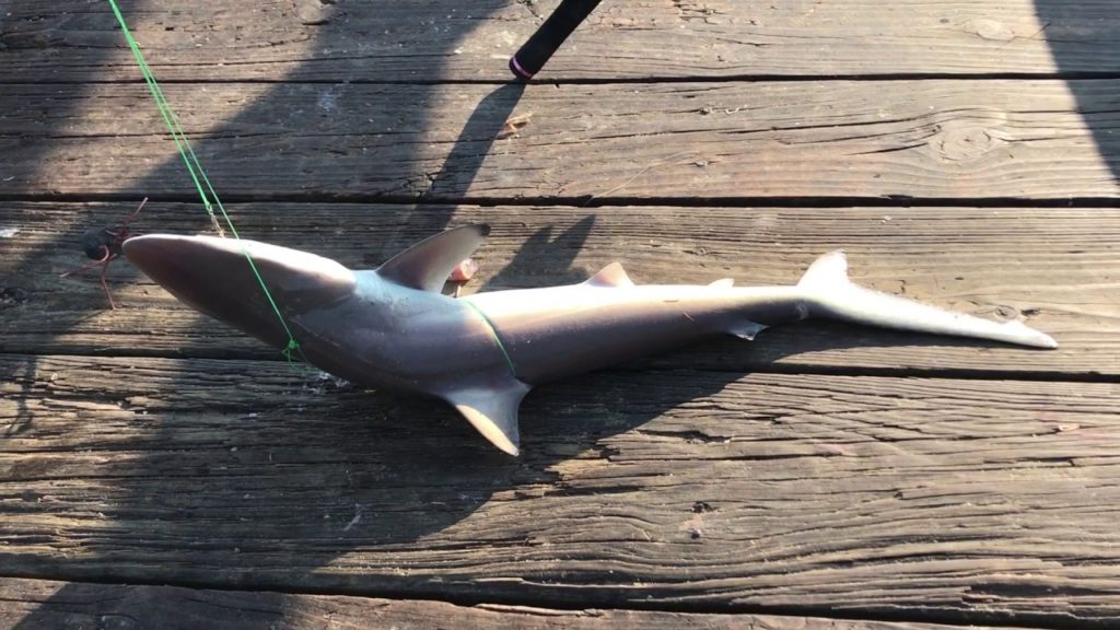 FunAmericanLife 45: Fun fishing (catch SHARK, Sheephead, crabs), DRONE