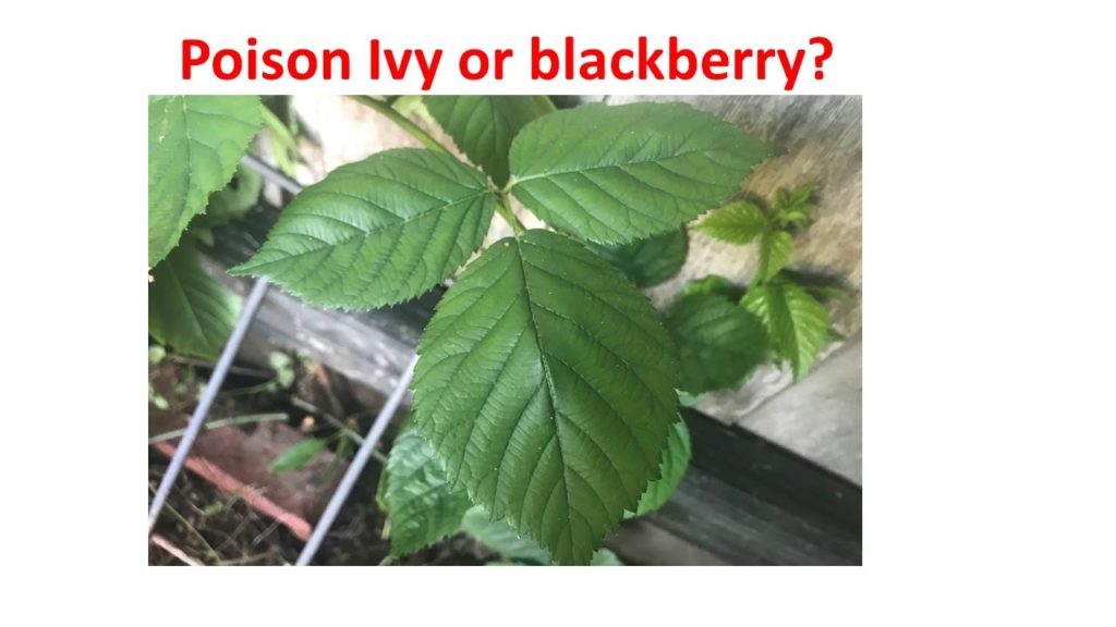 FunAmericanLife 31: Poison Ivy or blackberry? Expert please comment!