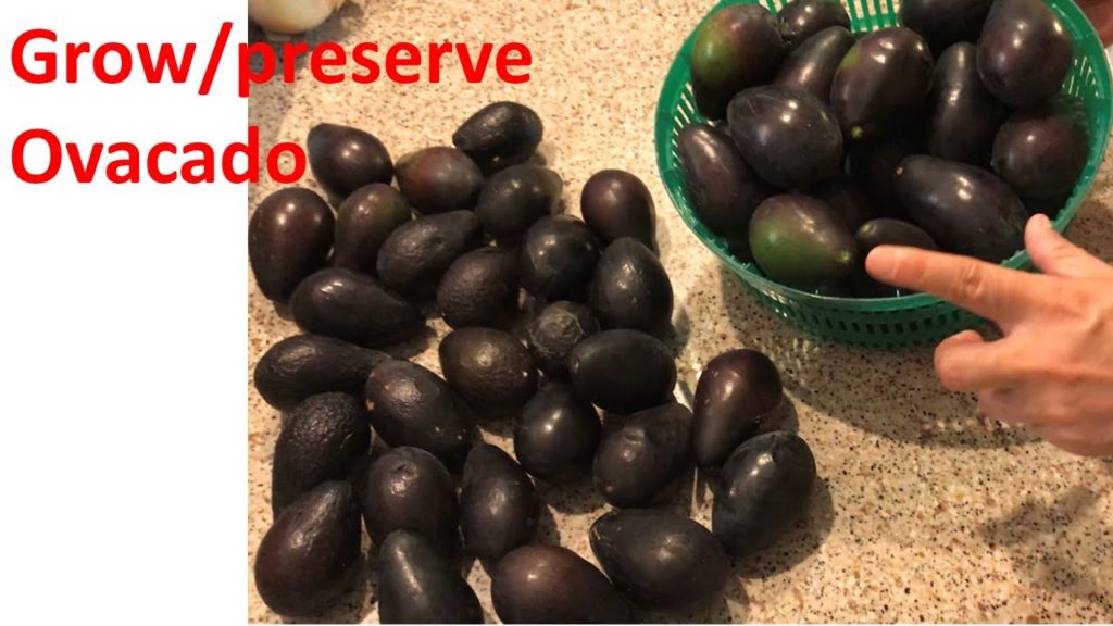 FunAmericanLife 42: Grow avocados in backyard and a new way to preserve them