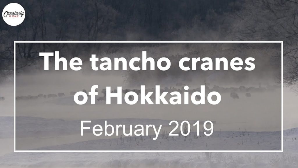 Photographing the tancho cranes of Hokkaido (February 2019)