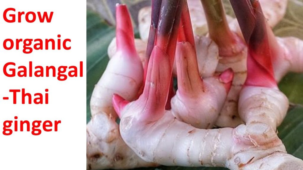 FunAmericanLife 44: Grow herb - Galangal Thai ginger in backyard
