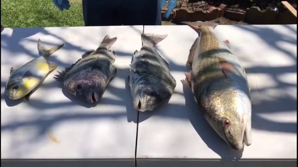 FunAmericanLife 12:  Caught big pompano, sheepshead, black drum, redfish