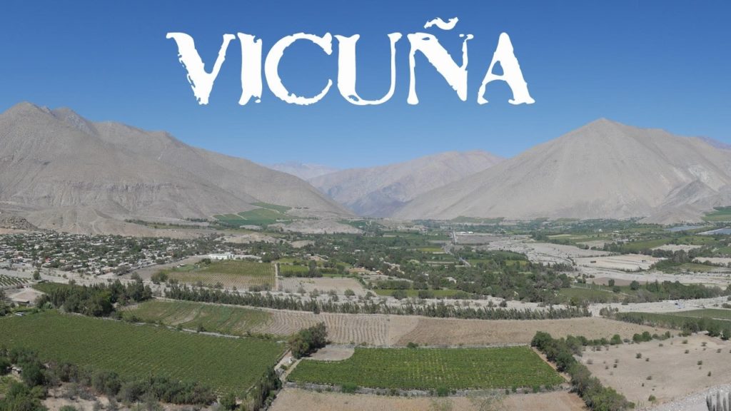 Vicuña