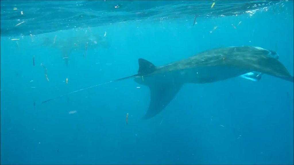 フサキビーチ沖　マンタ