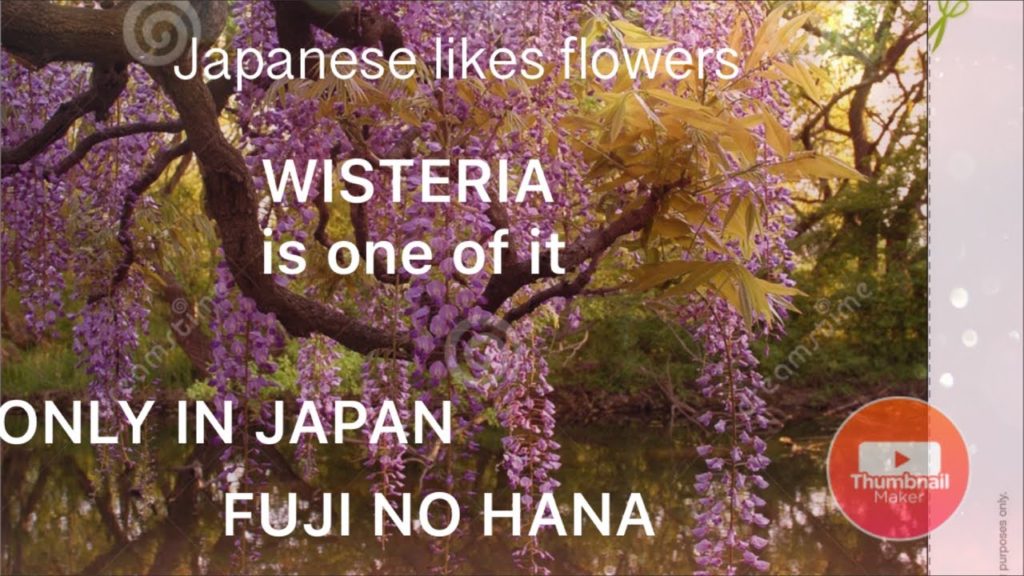 Wisteria flowers #fujipark #Japan #SKYZSCRAPER