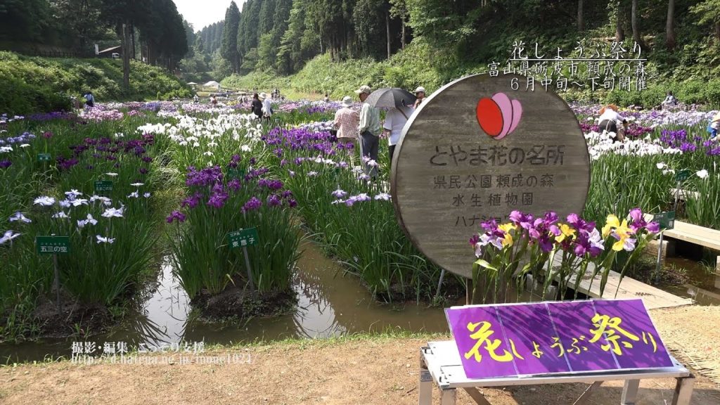 [富山]頼成の森・花しょうぶ祭り[UHD4K顔声曲無] - Tonami Shobu(Iris) Festival of Ranjo Forest