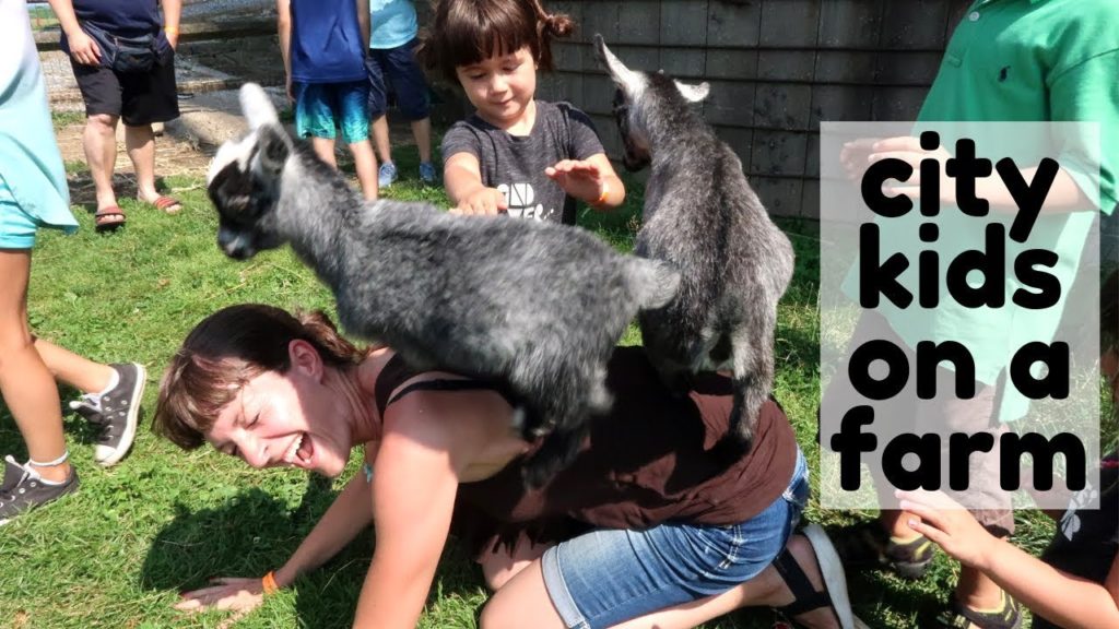 Lancaster Family Vacation: Verdant View Farm Tour & Bird in Hand Smorgasbord