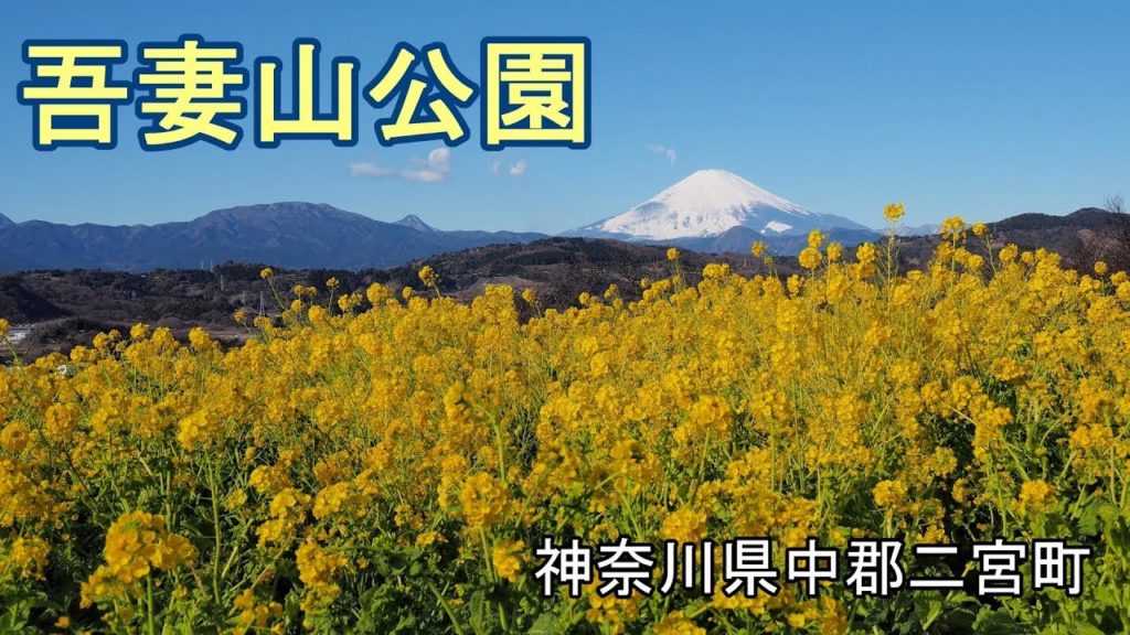 吾妻山公園　菜の花と富士山 [4K]  "Azumayama Park" rape and Mt. Fuji (still image)