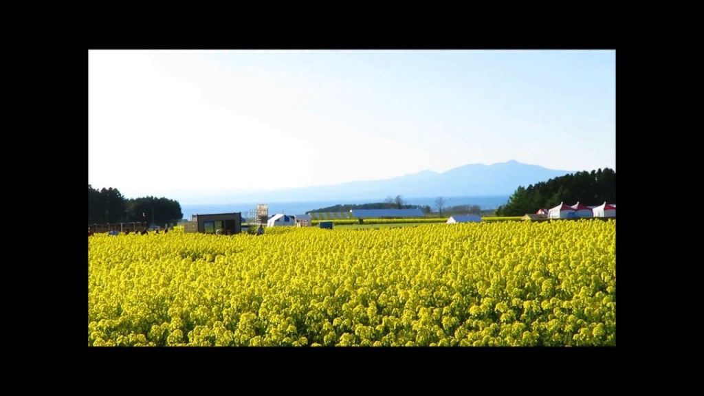AOMORI Rape Blossom Festival 2016 (Yokohama)横浜町  菜の花フェスティバル