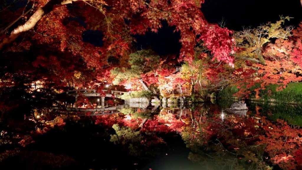 永観堂 紅葉ライトアップ Eikando⭐️Light up⭐️Autumn Leaves🍁京都紅葉