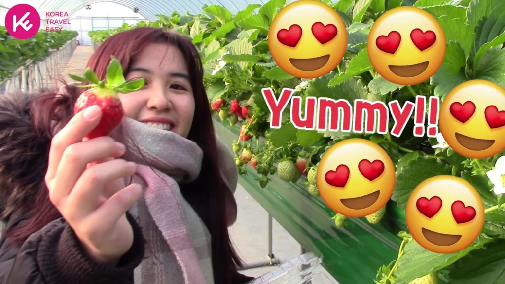 Winter vacation idea: Strawberry Farm in Korea