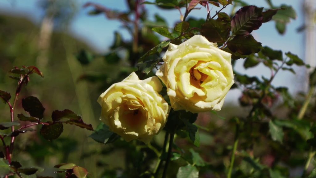【Cinematic Traveller】fall colors, rose garden, Kamakura Museum of Literature, Kanagawa, Japan