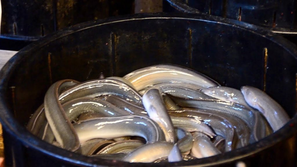 Japanese Food- GRILLED Eel Barbecue Seafood How to fillet a fish Japan