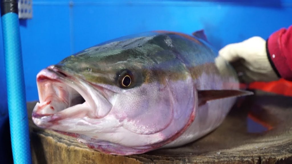 1.7 KG Japanese Amberjack ( Yellowtail Fish ) - Night Street Food