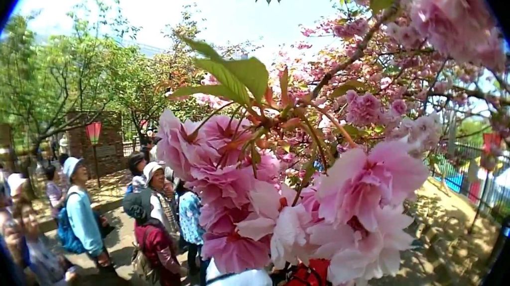 Sakura Cherry Blossom Festival 2013 @ Osaka Japan [ Hanami ]     花見