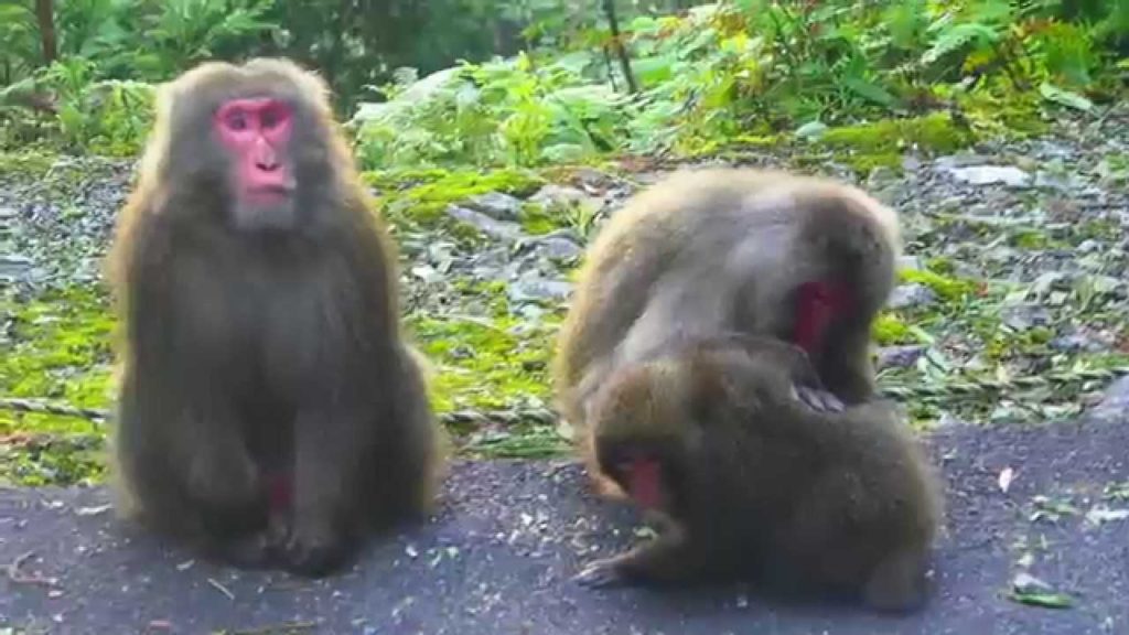 Ecotourism in Yakushima Ecotourism in Yakushima