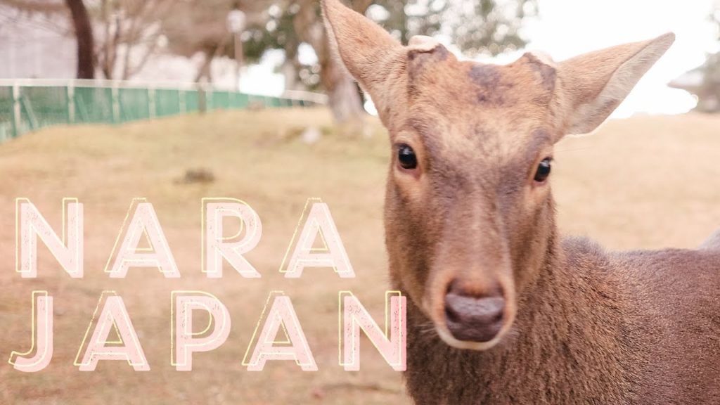 Feeding The Deer in Nara, Osaka (Japan) | Kisty Mea Feeding The Deer in Nara, Osaka (Japan) | Kisty Mea