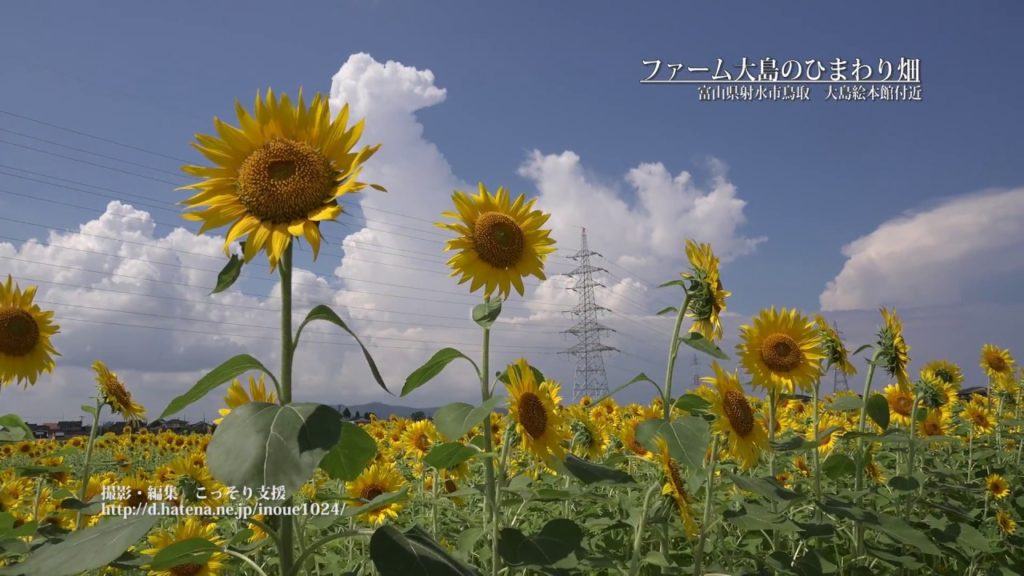 [富山]射水市大島絵本館近くのひまわり畑[UHD4K顔声曲無] - Sunflower field of Imizu city