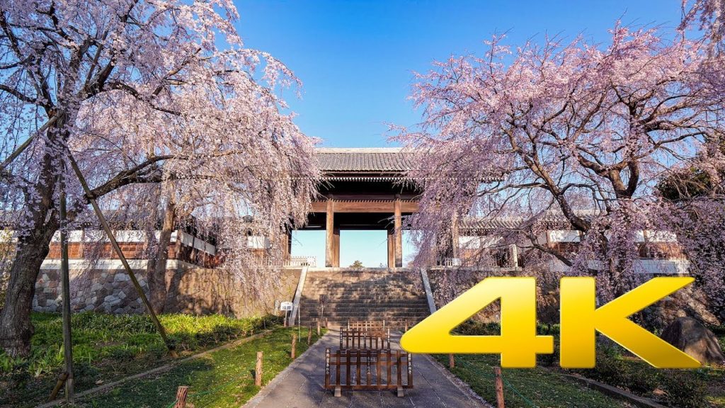 [Sakura] Togoji Temple - Tokyo - 東郷寺 - 4K Ultra HD