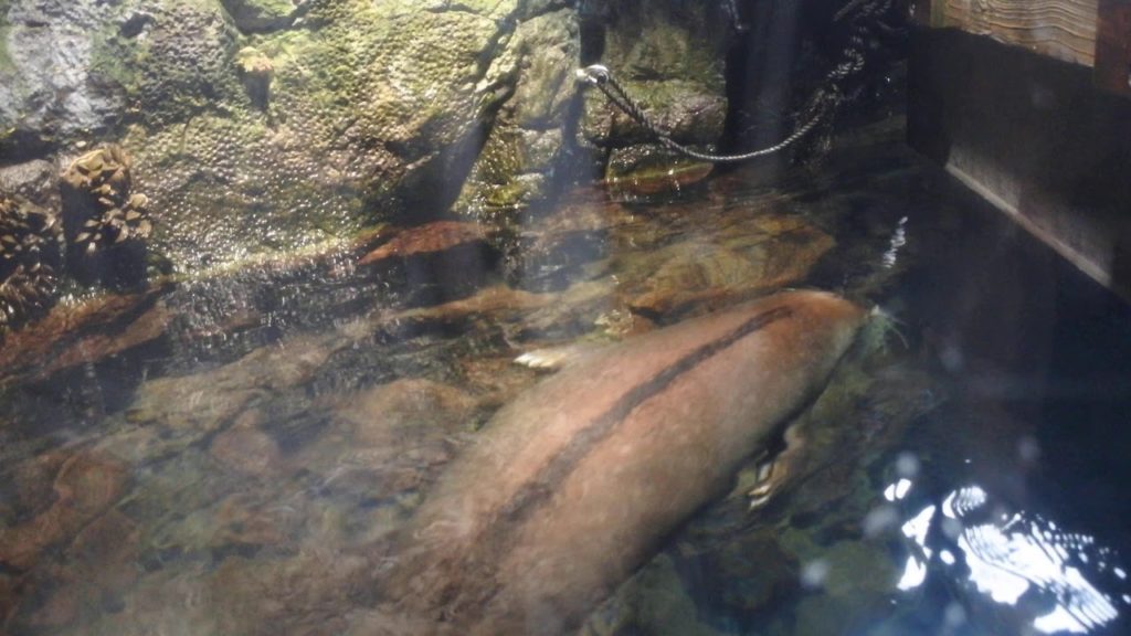 Osaka Aquarium Kaiyukan 가이유칸 수족관 2