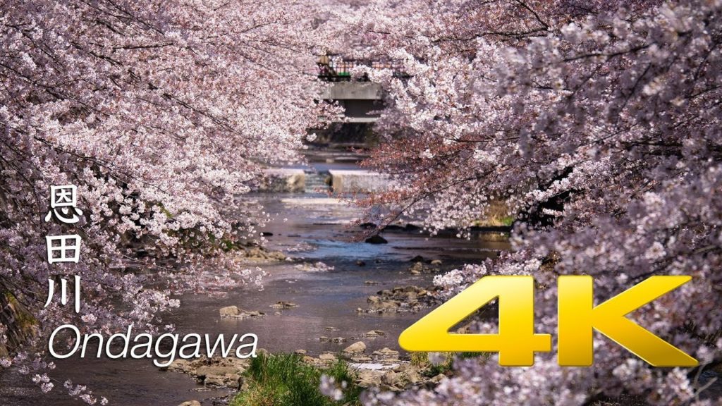 [Sakura] Ondagawa - Tokyo - 恩田川 - 4K Ultra HD