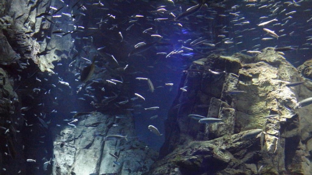 가이유칸 Osaka Aquarium Kaiyukan 5